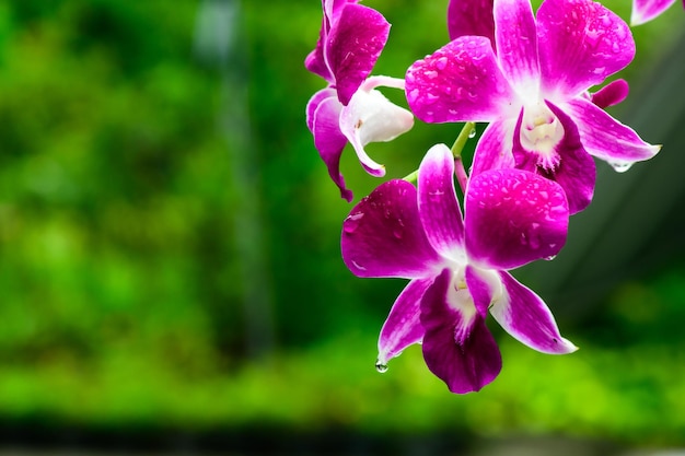 Fioletowe świeże kwiaty orchidei w ogrodzie