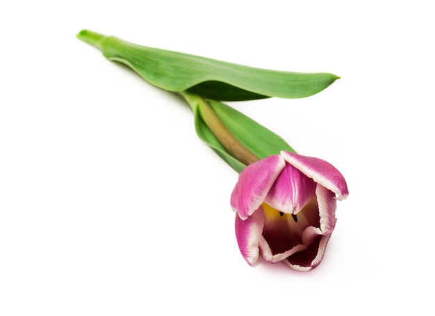 fioletowe tulipany na białym tle