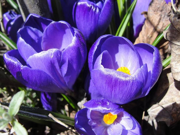 Fioletowe tulipany na wybrzeżu Morza Bałtyckiego, Hanko, Finlandia