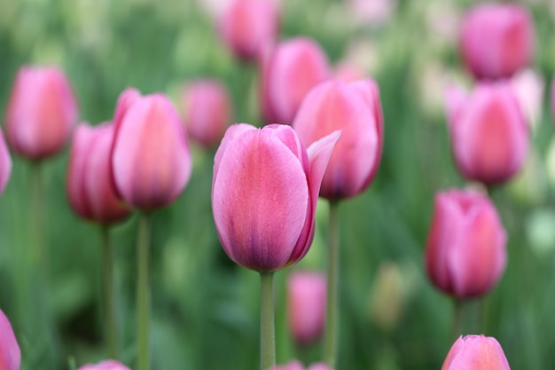 Fioletowe tulipany na zielonym niewyraźnym naturalnym tle koncentrują się na głównym