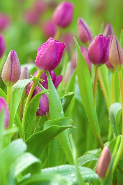 Fioletowe tulipany w ogrodzie.