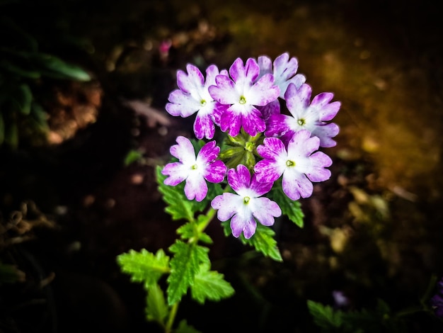 fioletowo-biały kwiat z fioletowymi płatkami i napisem „dziki” pośrodku.