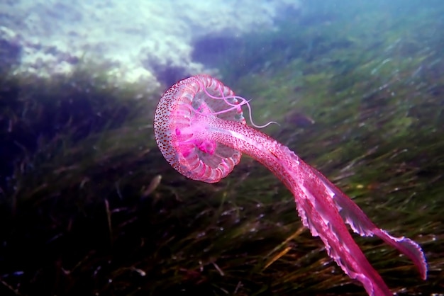 Fioletowo-fioletowa meduza żądła - Pelagia noctiluca