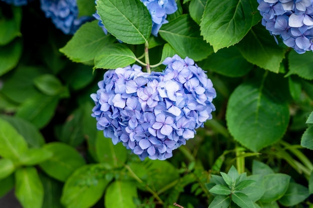 Fioletowo-niebieskie kwiaty hortensji macrophylla w kształcie serca w pełnym rozkwicie