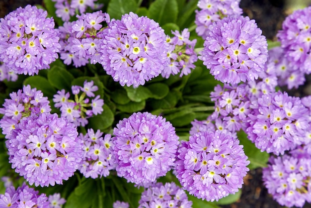 Fioletowy alyssum z kroplami rosy w ogrodzie na kwietniku