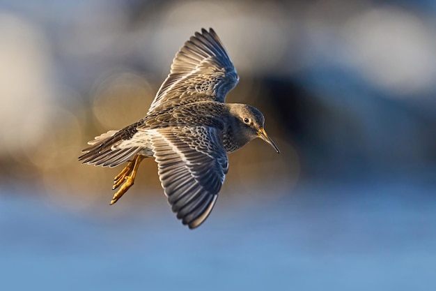 Fioletowy brodziec Calidris maritima