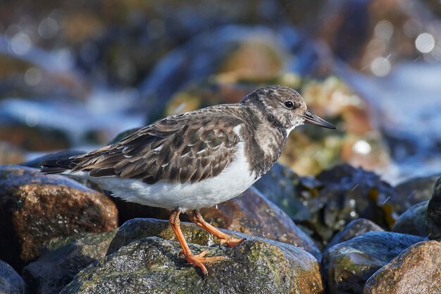 Zdjęcie fioletowy brodziec calidris maritima