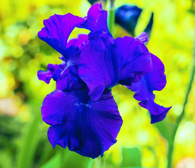 Fioletowy dekoracyjny kwiat ogrodowy irys