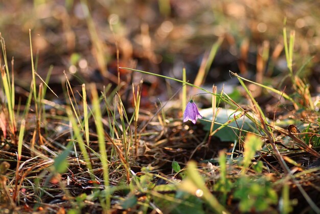 Zdjęcie fioletowy dzwon na naturze