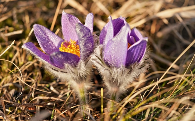 Fioletowy/fioletowy kwiat sasanki większej - Pulsatilla grandis - rośnie w suchej trawie, słońce świeci na płatkach, z bliska