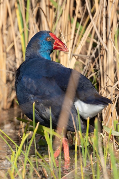 Fioletowy Gallinule Porphyrio porphyrio Granada Hiszpania