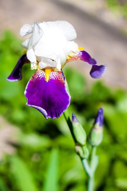 Zdjęcie fioletowy irysowy kwiat na zielonym tle ogrodu