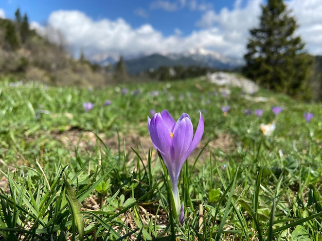 Fioletowy krokus. Wiosenne kwiaty w Alpach, zielone wzgórza w Słowenii z bliska.