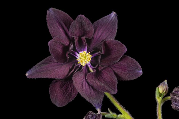 Fioletowy kwiat aquilegia kwiat z basenu zbliżenia izolowany na czarnym tle