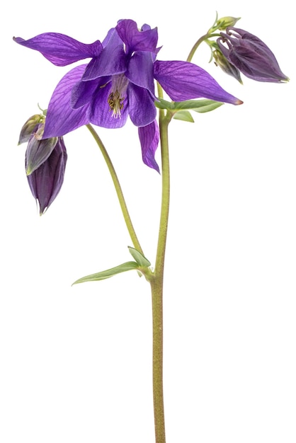 Fioletowy kwiat aquilegia kwiat zlewni zbliżenie na białym tle