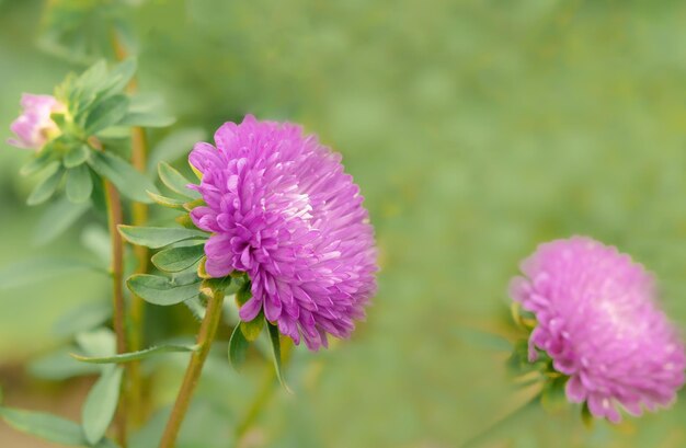 fioletowy kwiat aster z bliska na zielonym tle