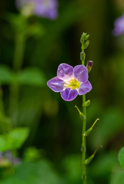 Fioletowy kwiat kwiat ze światłem dziennym