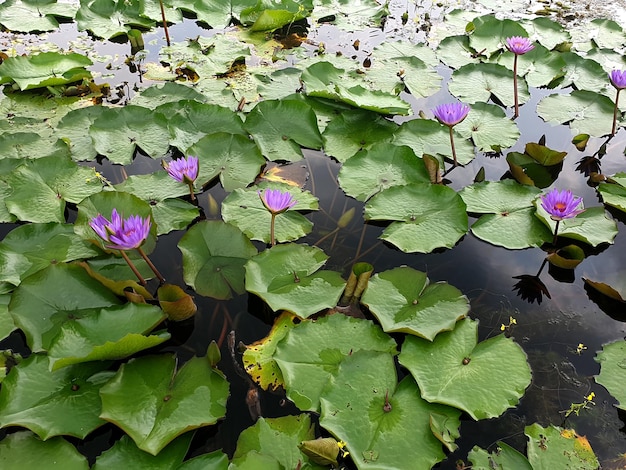 Fioletowy kwiat lotosu lilii wodnej w stawie