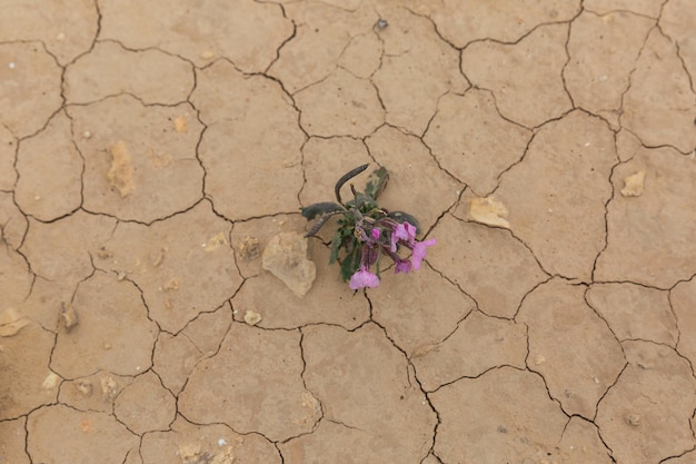 Fioletowy Kwiat Na Pustyni W Izraelu