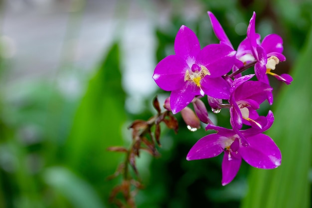 Zdjęcie fioletowy kwiat orchidei spathoglottis plicata z kroplą wody