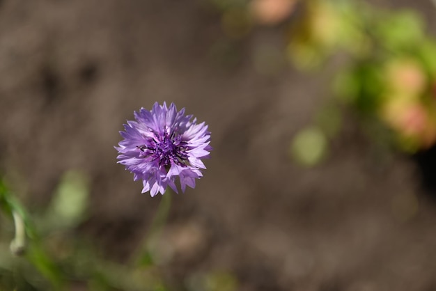 Fioletowy kwiat ostu na wiosnę