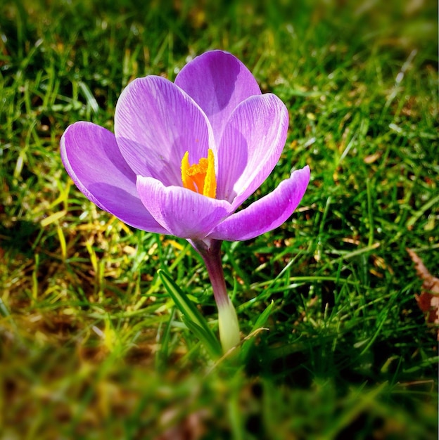 Zdjęcie fioletowy kwiat rosnący na trawiastym polu