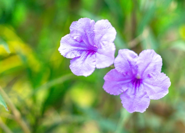 Fioletowy kwiat Ruellia tuberosa piękny kwitnący kwiat zielony liść tło