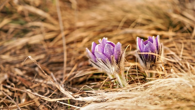 Fioletowy kwiat sasanki większej - Pulsatilla grandis - rosnący w suchej trawie, szczegół z bliska