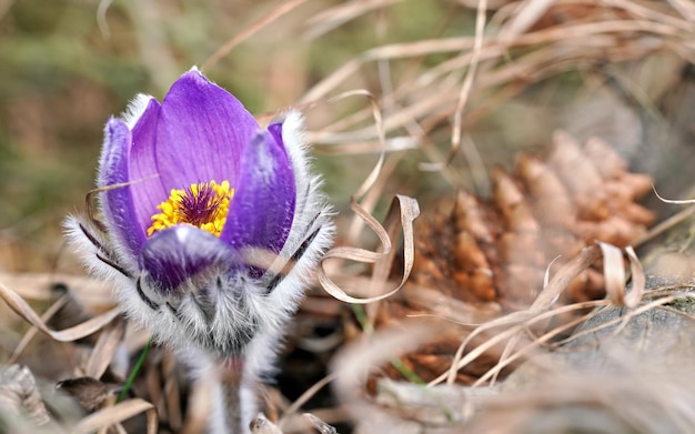 Fioletowy kwiat sasanki większej - Pulsatilla grandis - rosnący w suchej trawie, szczegół z bliska