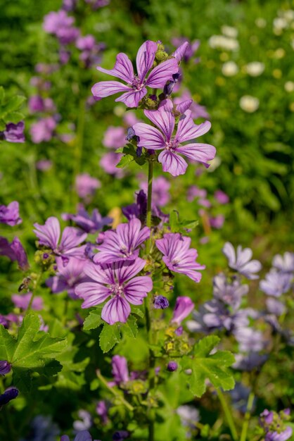 Fioletowy Kwiat ślazu Pospolitego Naturalny Kwiatowy Tło Botaniczne