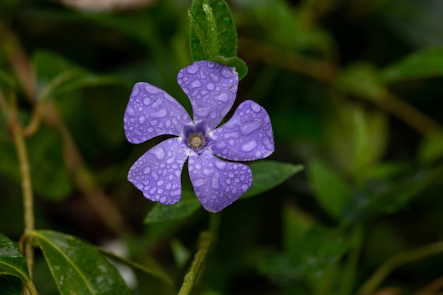 Fioletowy kwiat vinca z kroplami deszczu na płatkach w makrofotografii dnia wiosny Kwiat barwinka