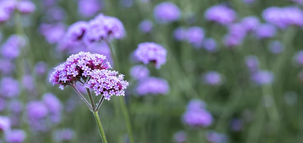 Fioletowy kwiat w tle Piękny kwiat werbeny kwitnące pole Werbena fioletowy kwiat natura piękny Piękny fioletowy werbena kwiaty w tle