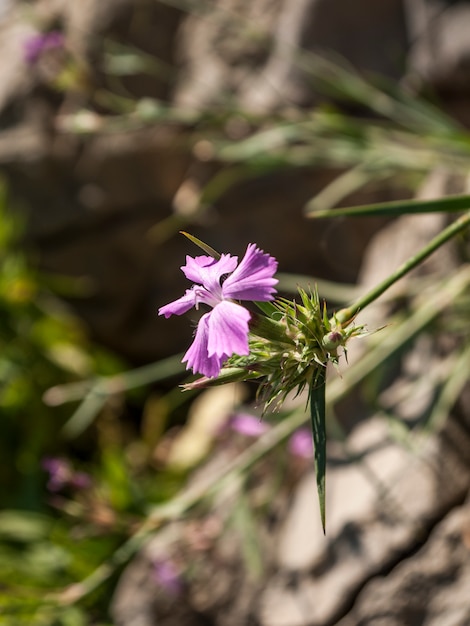 Fioletowy kwiat z bokeh