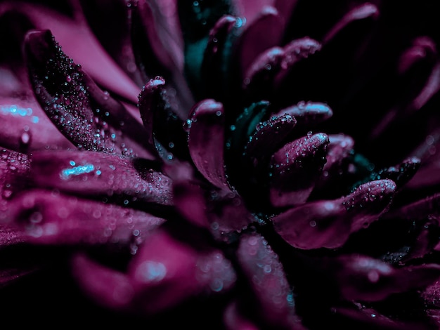 fioletowy kwiat z kroplami wody