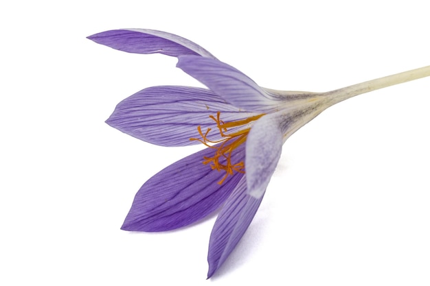 Fioletowy kwiat zbliżenie Colchicum na białym tle