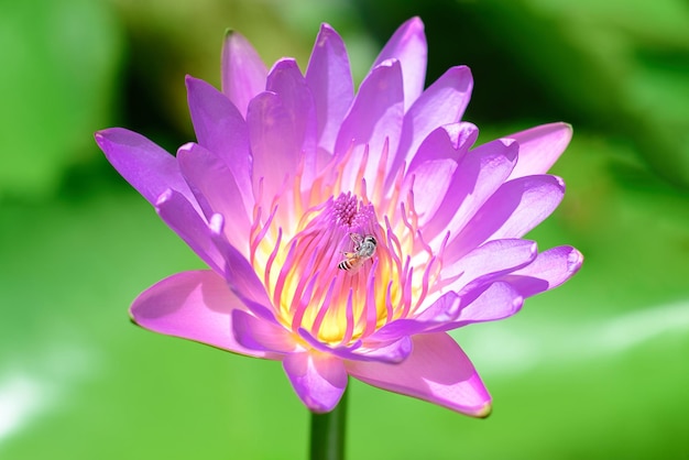 Fioletowy lotos lub lilia wodna z zapylaniem pszczół w Wietnamie