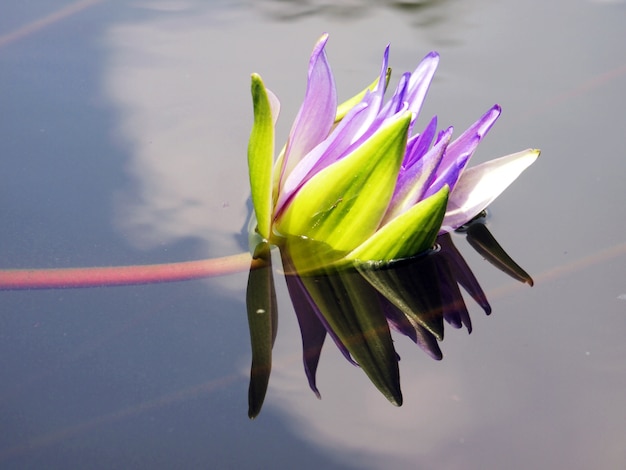 Zdjęcie fioletowy lotos w jeziorze
