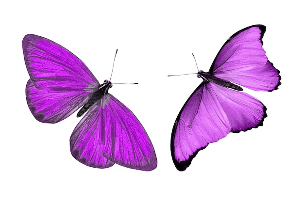 Fioletowy motyl. naturalny owad. na białym tle