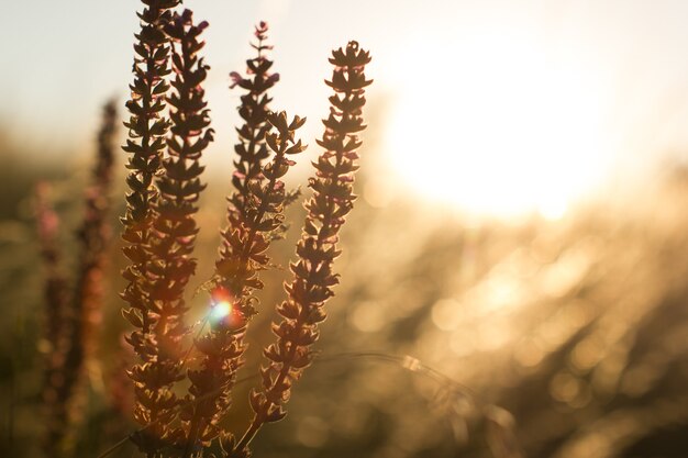 Fioletowy Niebieski Salvia Salvia Farinacea W świetle Zachodu Słońca Kwiaty Kwitnące Fioletowe Kwiaty Szałwii