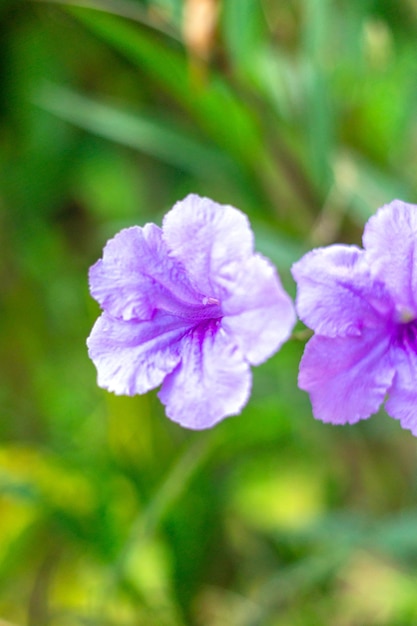 Fioletowy Ruellia tuberoza kwiat piękny kwitnący kwiat zielony liść tło Wiosna rośnie