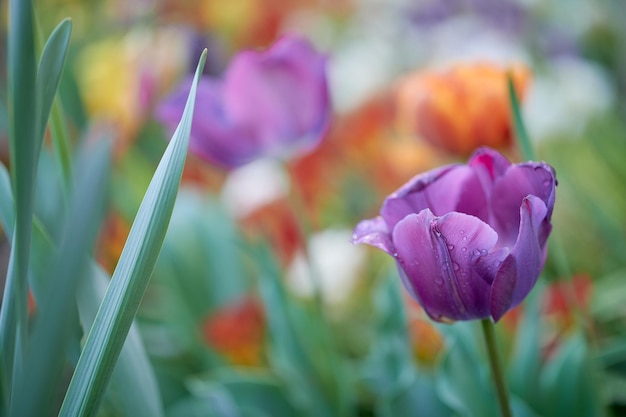 Fioletowy tulipan na pierwszym planie z kropelkami wody i rozmytym naturalnym tłem