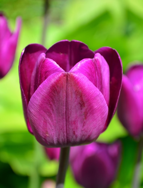 Fioletowy tulipan na zielonym tle Bliska strzał