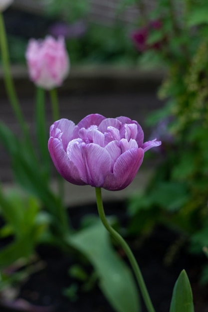 Fioletowy tulipan rośnie w zbliżeniu w ogrodzie