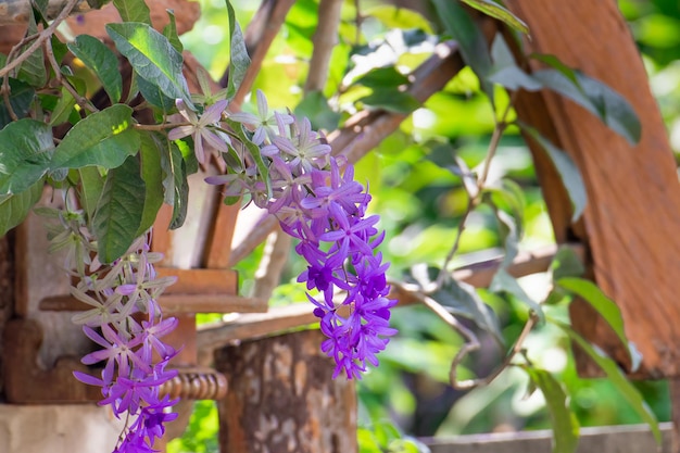 Fioletowy wieniec Queens wieniec papier ścierny winorośli Petrea volubilis kwiat piękny bukiet bukiet kwitnący w gardenxA