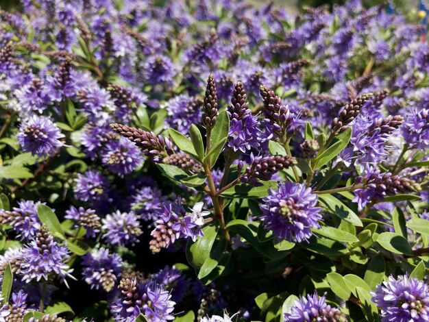 Fiołkowi Purpurowi Wildflowers w łące z zamazanym tłem