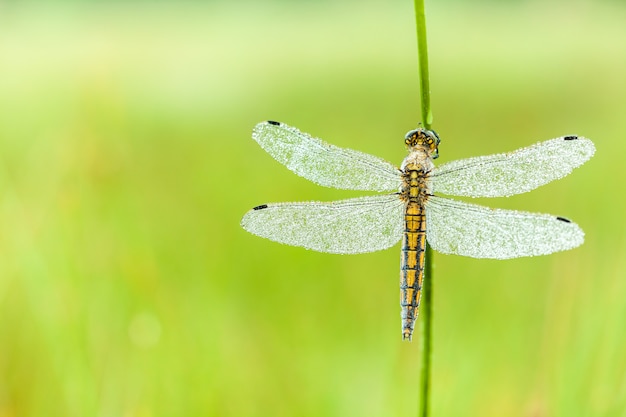 Fire dragonfly