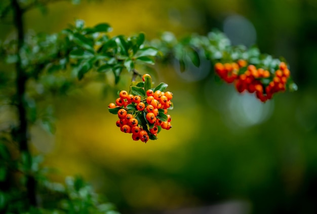 Firethorn wąskolistny Pyracantha angustfolia jesienią