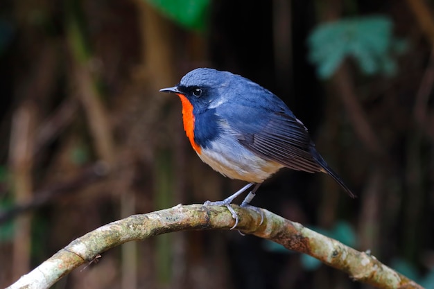 Firethroat Luscinia pectardens Piękne Samce Ptaków Tajlandii