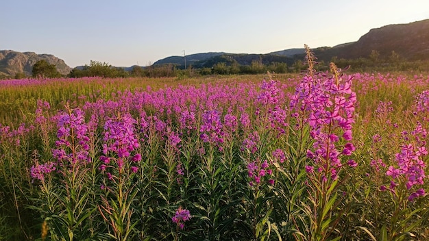 Zdjęcie fireweed kwiaty góry rośliny podróżują słoneczny dzień przyroda ekologiczne różowe kwiaty pola krajobraz gr