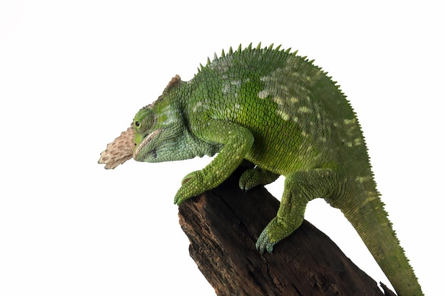 Fischer kameleon zbliżenie z białym tłem Fischer kameleon zbliżenie